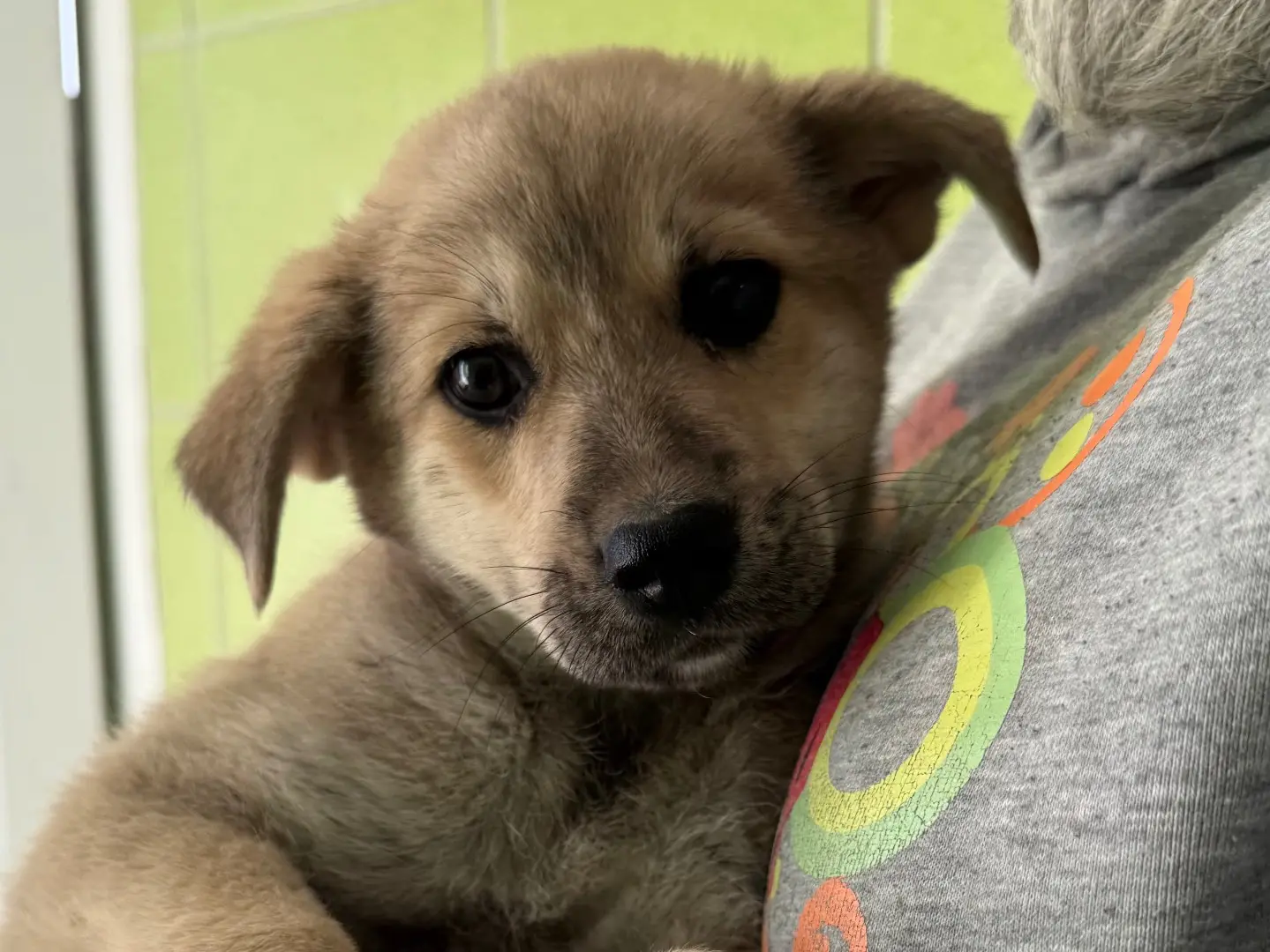 Adozione cane, femmina, Razza sconosciuta Razza sconosciuta, 1 anno e 2 mesi, taglia media, Matera