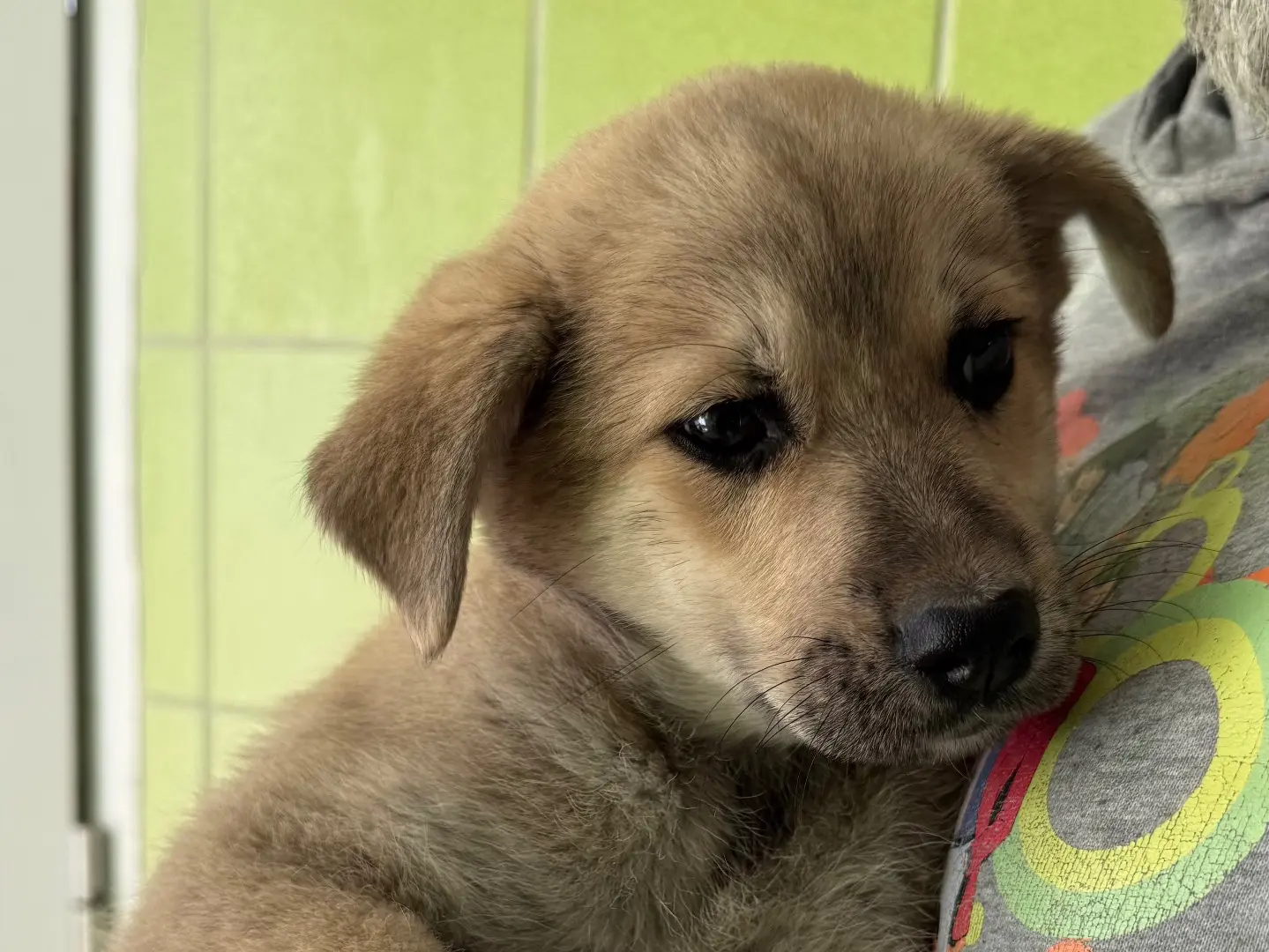 Adotta un cane, taglia media, femmina, Matera