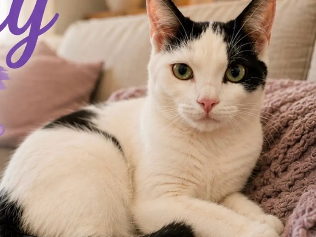 Adozione gatto, femmina, Razza sconosciuta Razza sconosciuta, 1 anno e 2 mesi, taglia non valida, Vibo