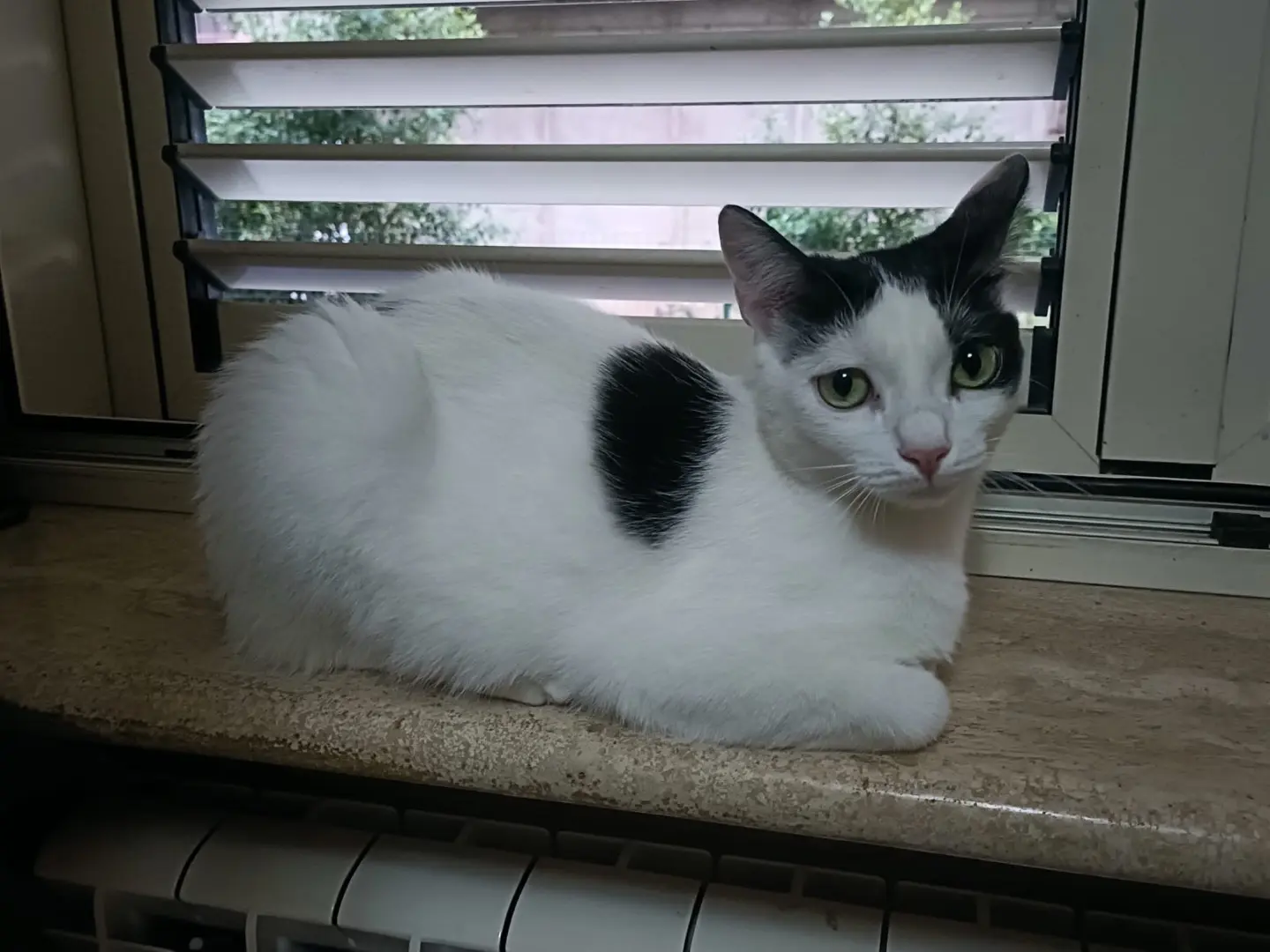 Adotta un gatto, taglia non valida, femmina, Vibo