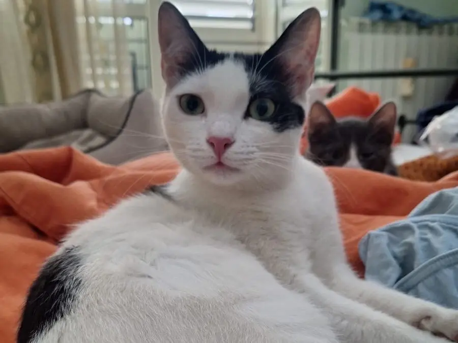 Adotta un gatto, femmina, 1 anno e 2 mesi, Vibo