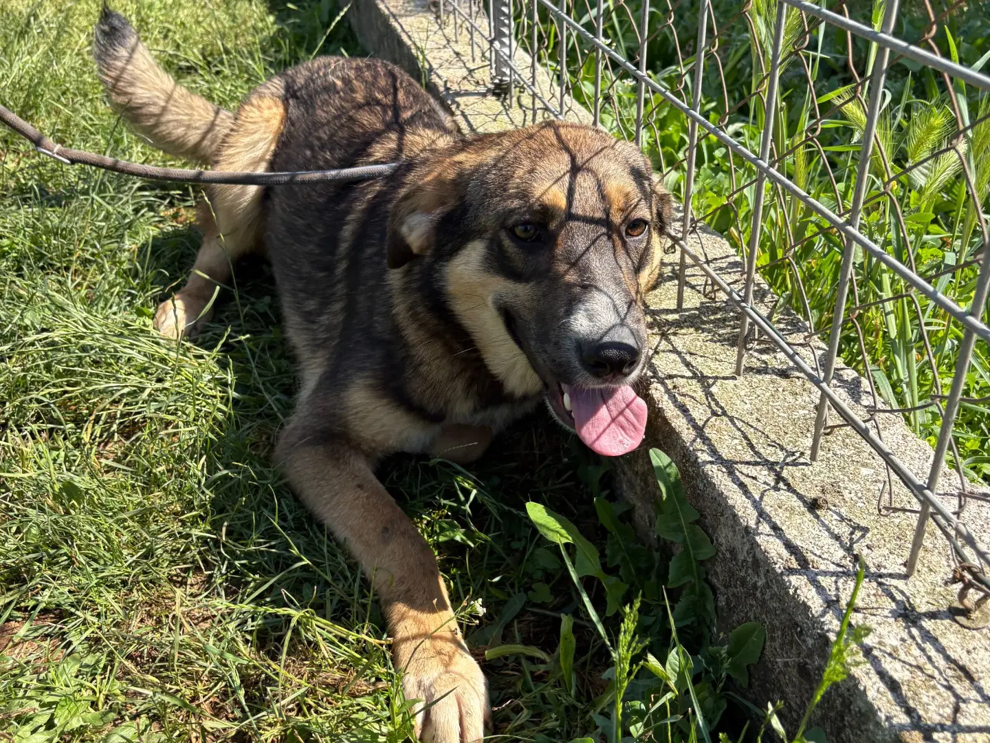Adotta un cane, maschio, 1 anno, Frosinone