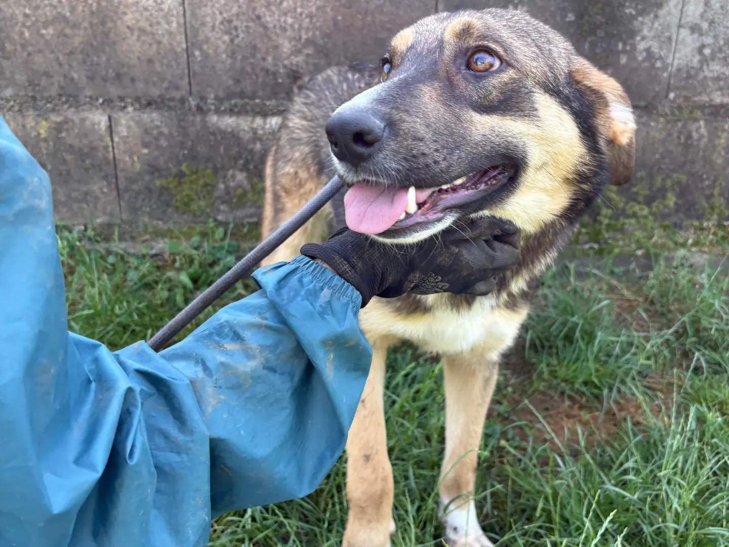 Adotta il cane Johnny a Frosinone