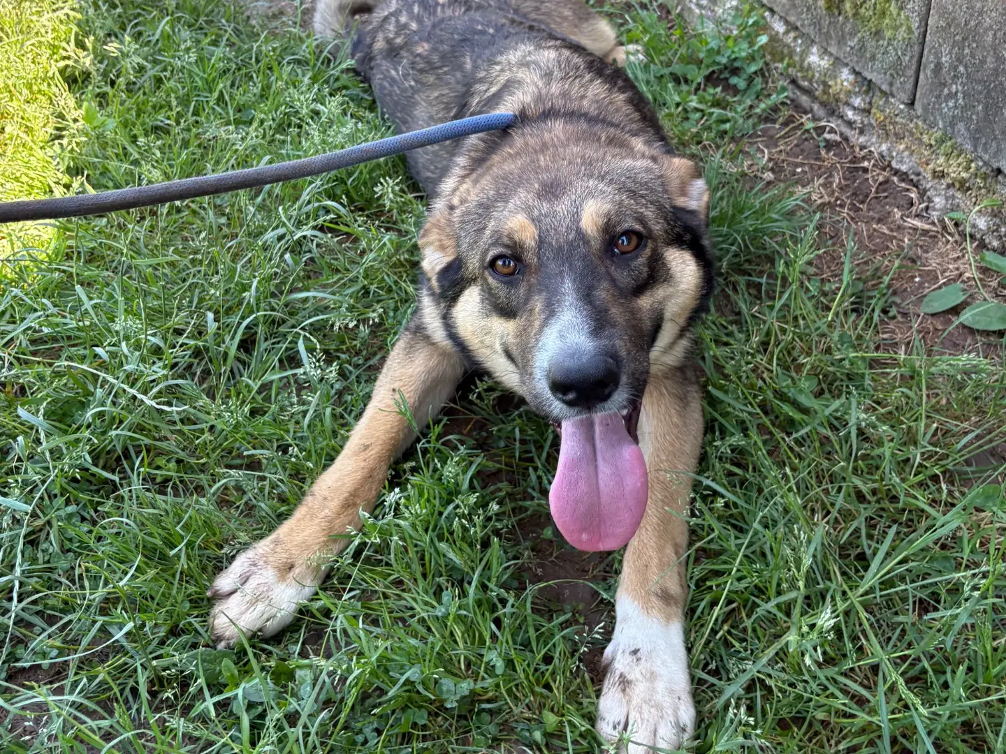Adozione cane, maschio, Razza sconosciuta Razza sconosciuta, 1 anno, taglia media, Frosinone