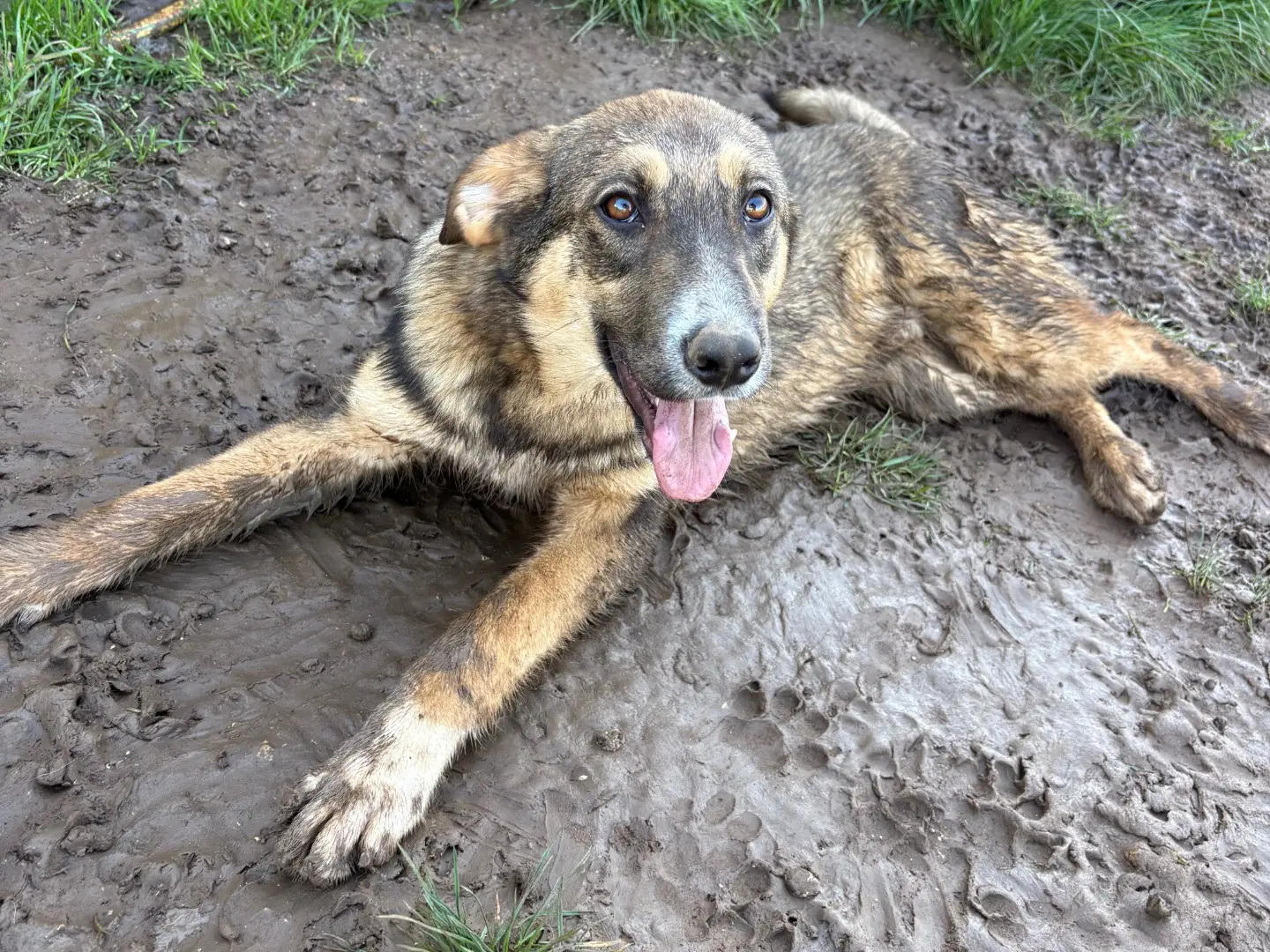 Adotta un cane, taglia media, maschio, Frosinone