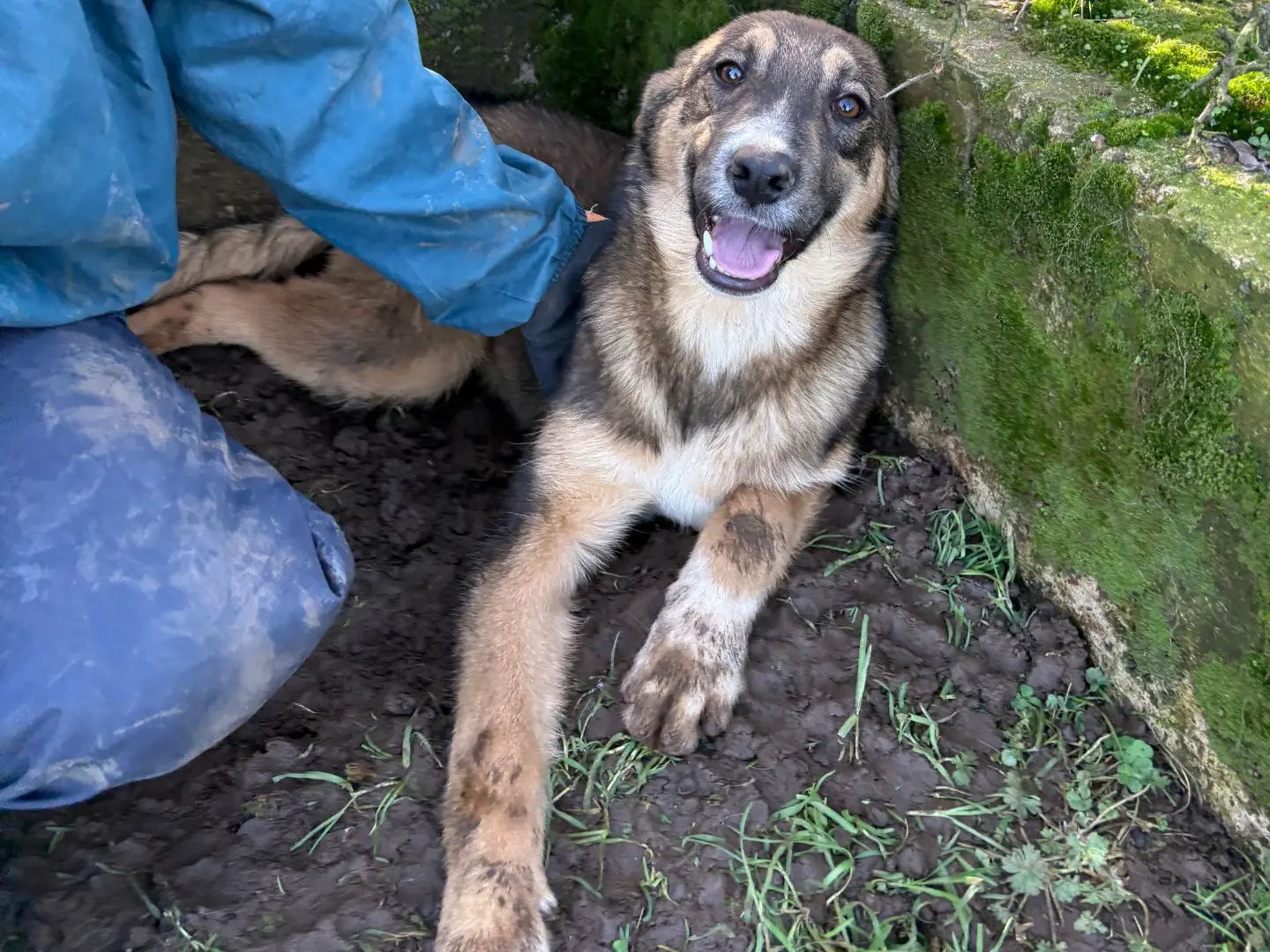 Vuoi adottare un cane a Frosinone?