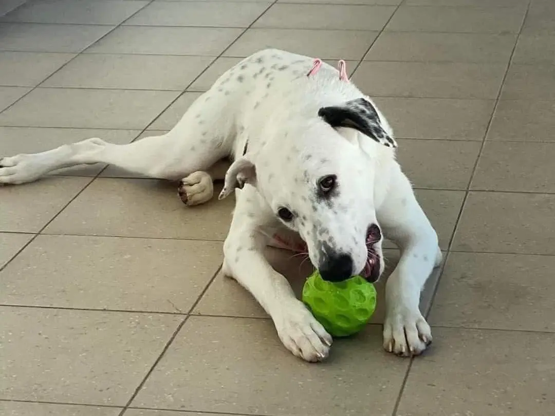 Adotta il cane Kayla a Siracusa