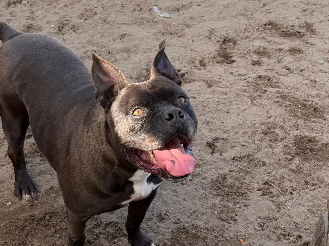 Adotta un cane, taglia grande, maschio, Napoli