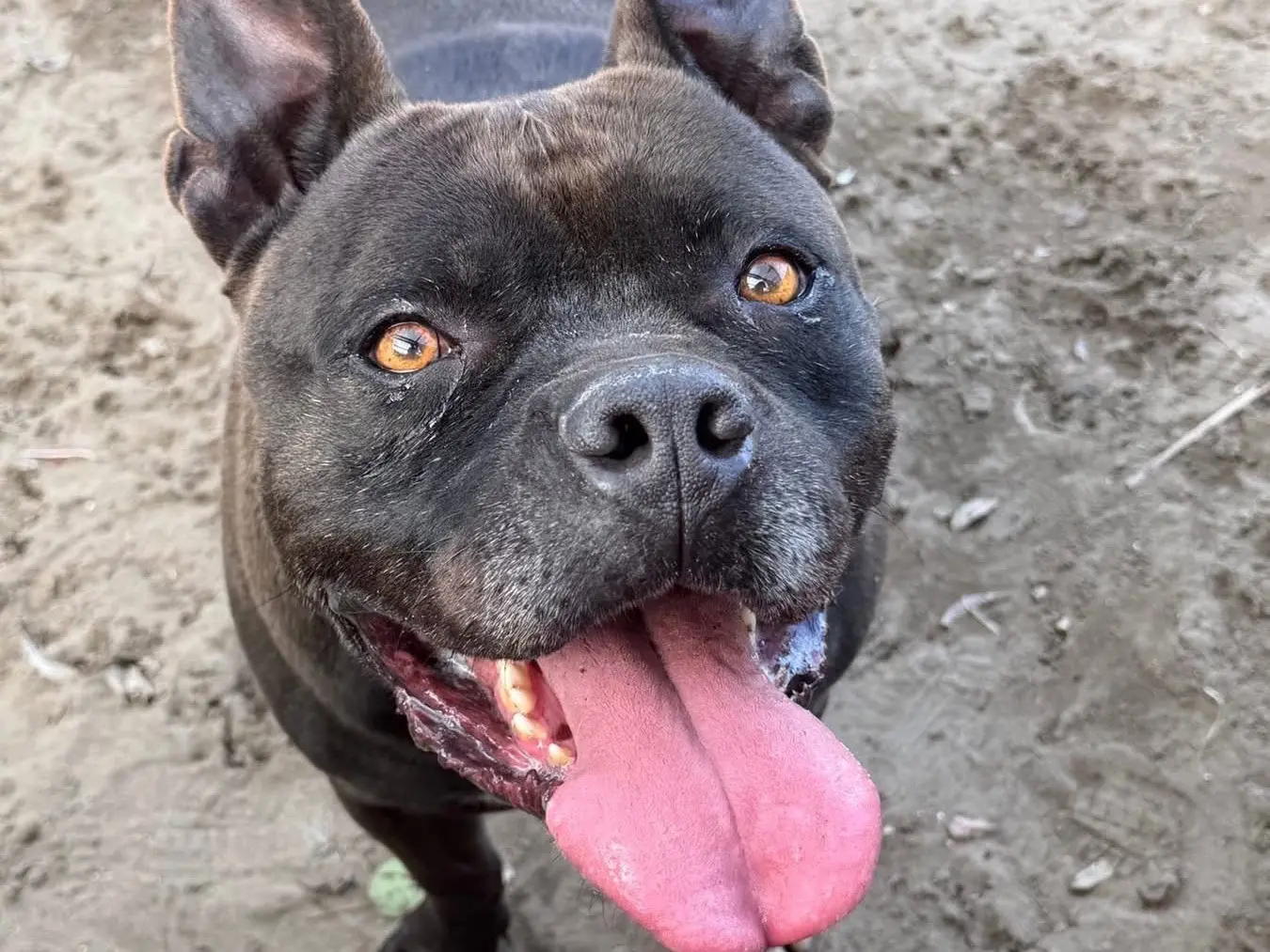 Adotta un cane, maschio, 4 anni e 8 mesi, Napoli
