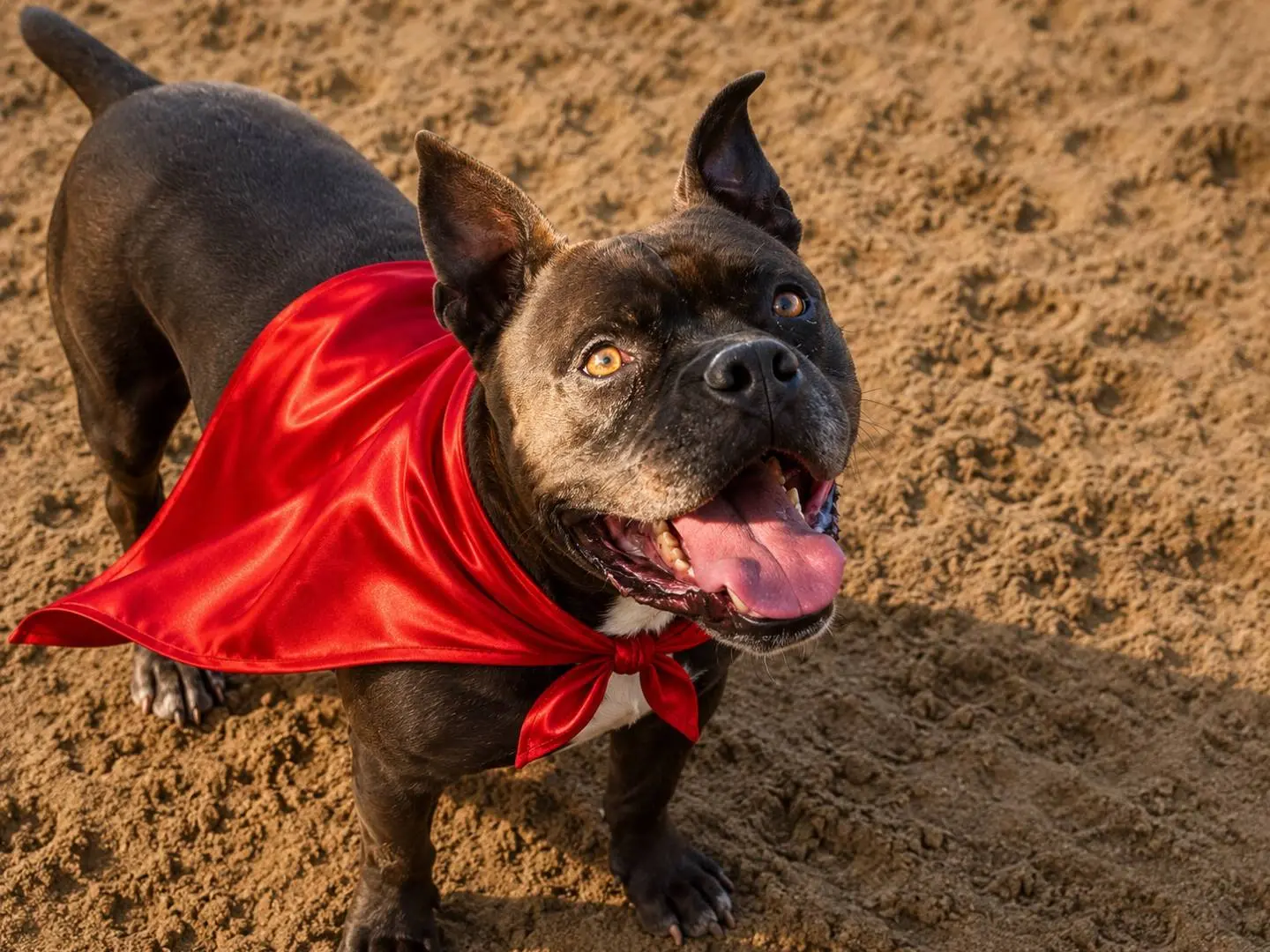 Adozione cane, maschio, Razza sconosciuta Razza sconosciuta, 4 anni e 8 mesi, taglia grande, Napoli