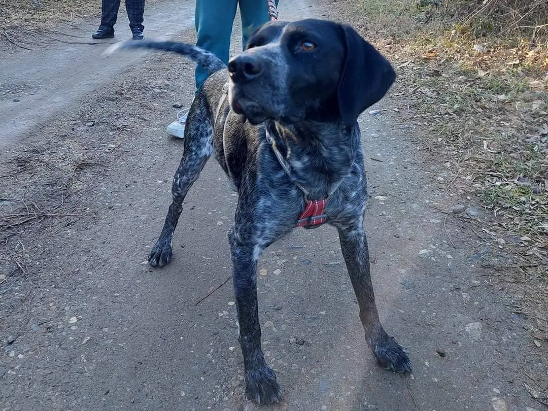Adozione cane, femmina, Breton, 6 anni e 4 mesi, taglia media contenuta, Como