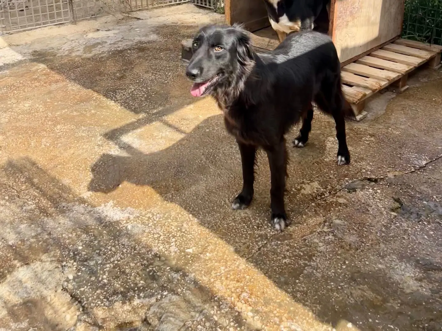 Adotta il cane Mister a Siracusa