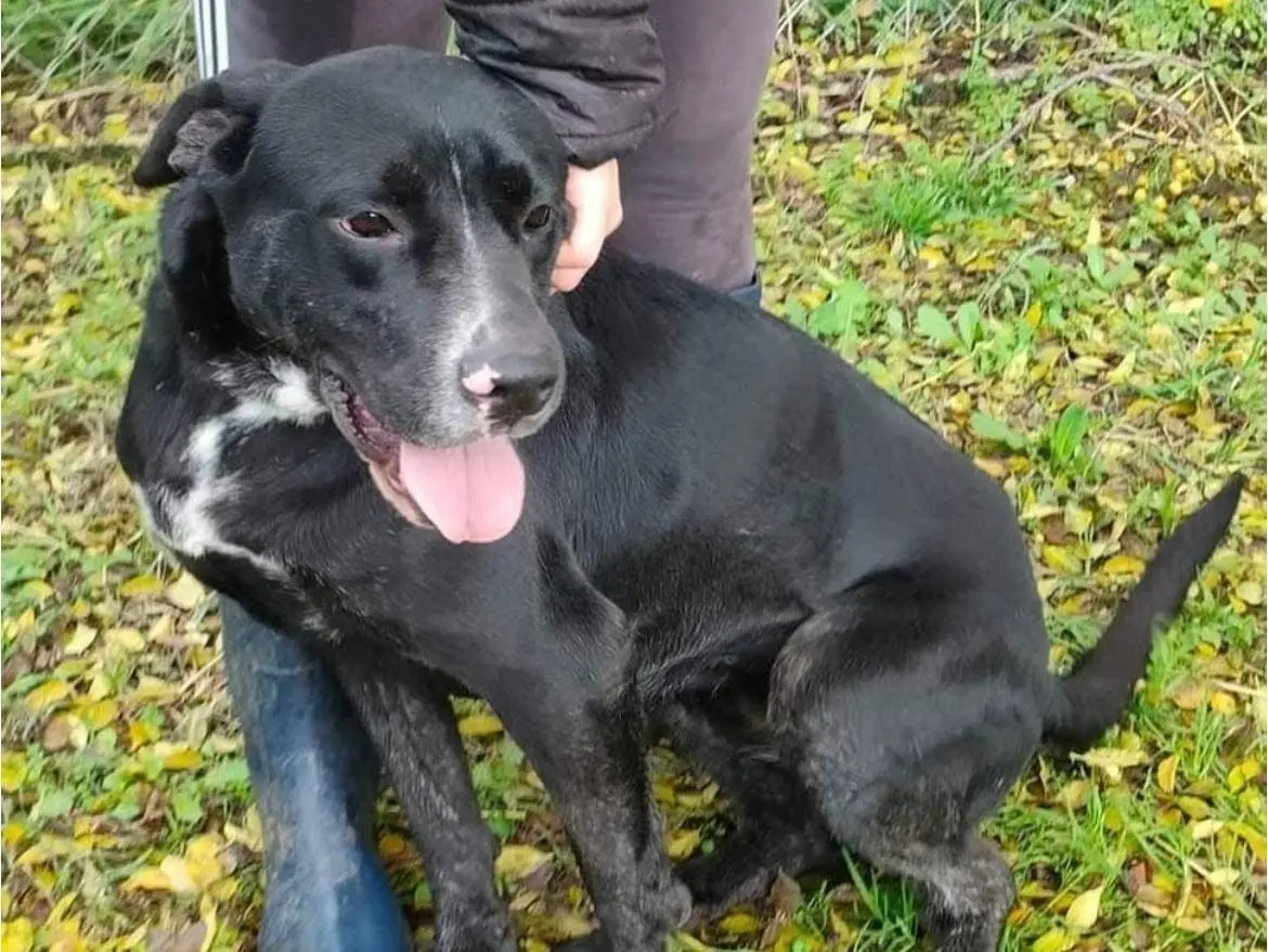Adozione cane, femmina, Razza sconosciuta Razza sconosciuta, 5 anni e 8 mesi, taglia media, Latina