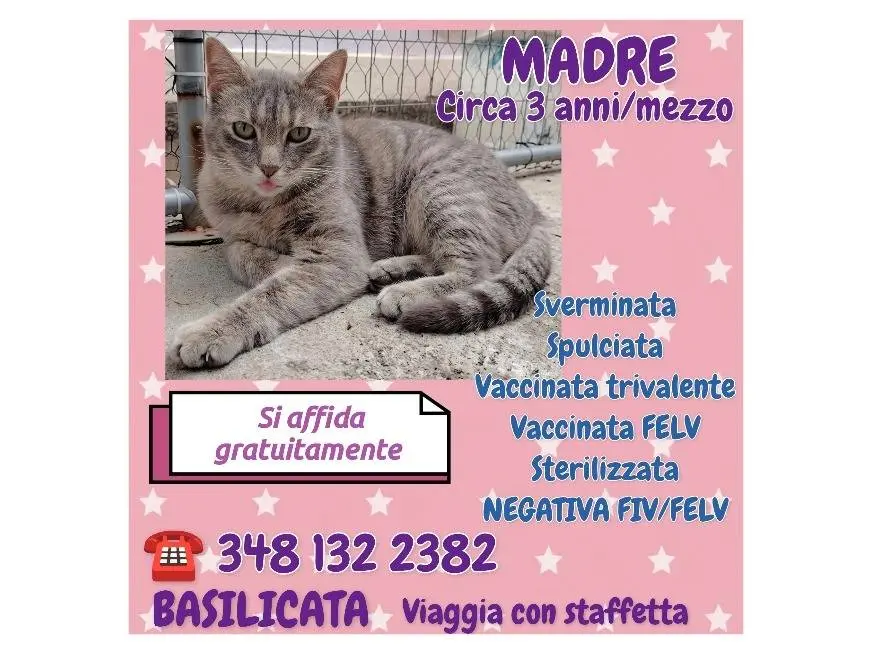 Foto 3 dell'animale