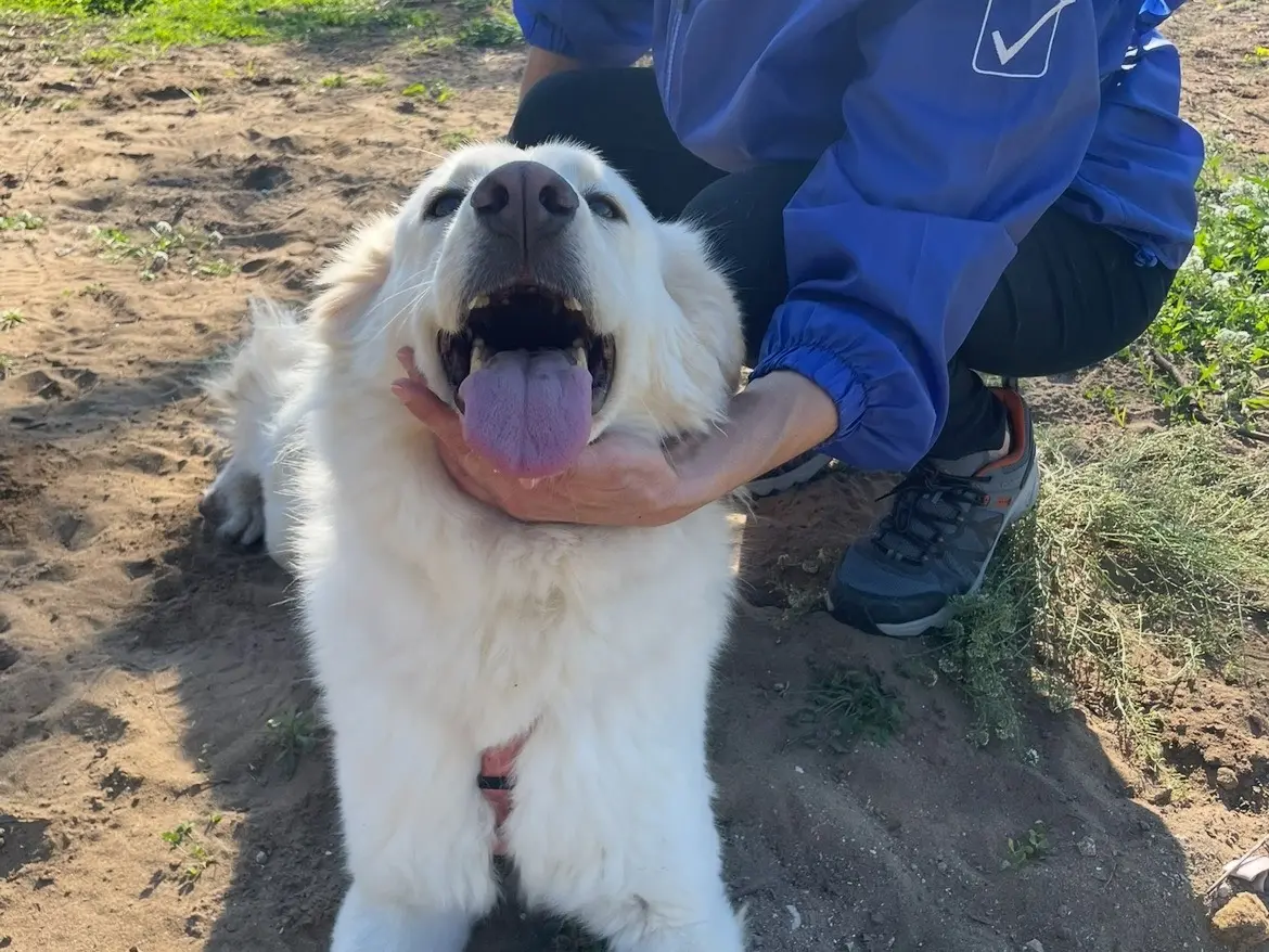 Adotta un cane, taglia media, femmina, Caserta