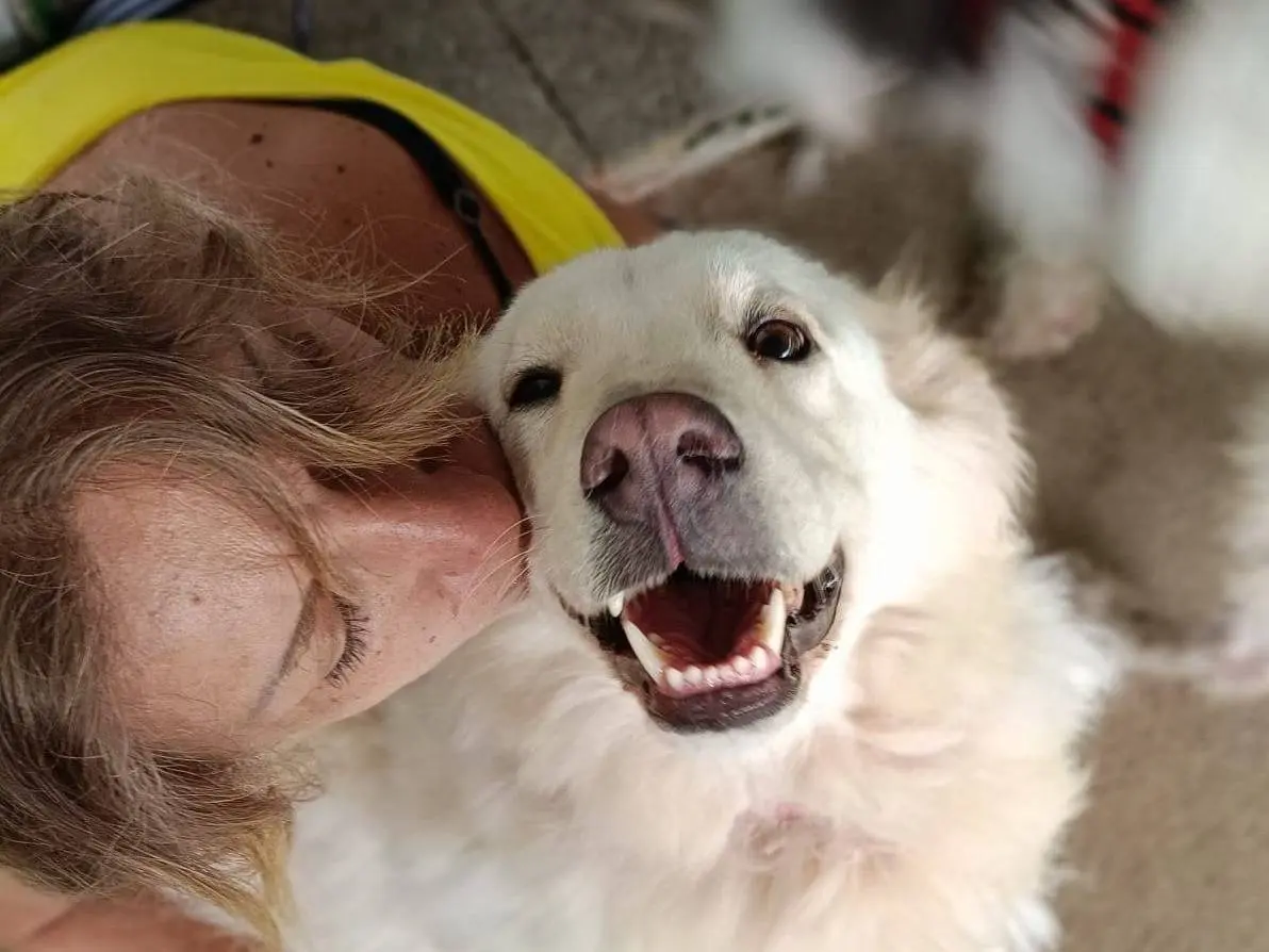 Adozione cane, femmina, Pastore maremmano Razza sconosciuta, 4 anni e 1 mese, taglia media, Caserta