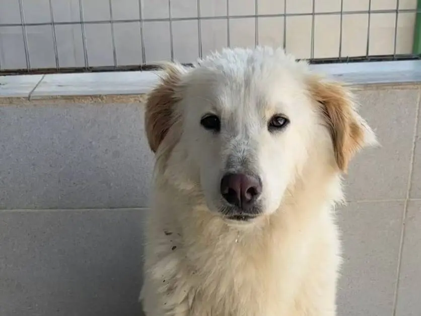 Vuoi adottare un cane a Caserta?