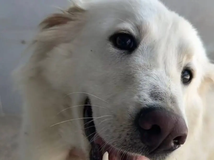 Adotta un cane, femmina, 4 anni e 1 mese, Caserta