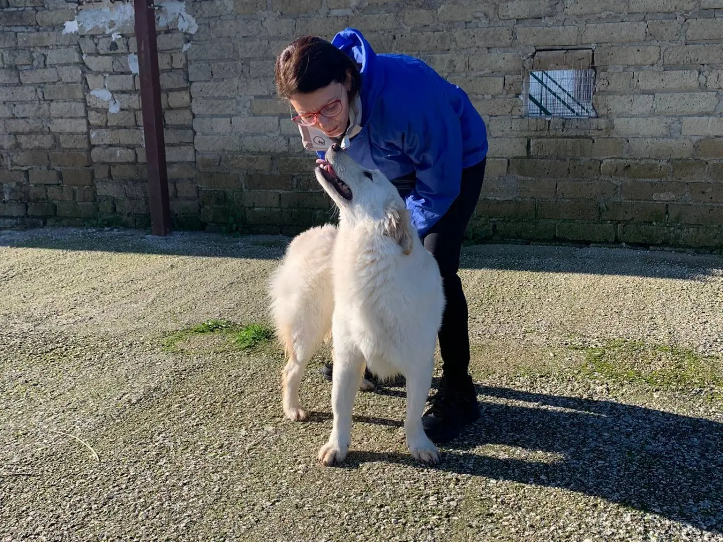 Adotta il cane OLIMPIA a Caserta