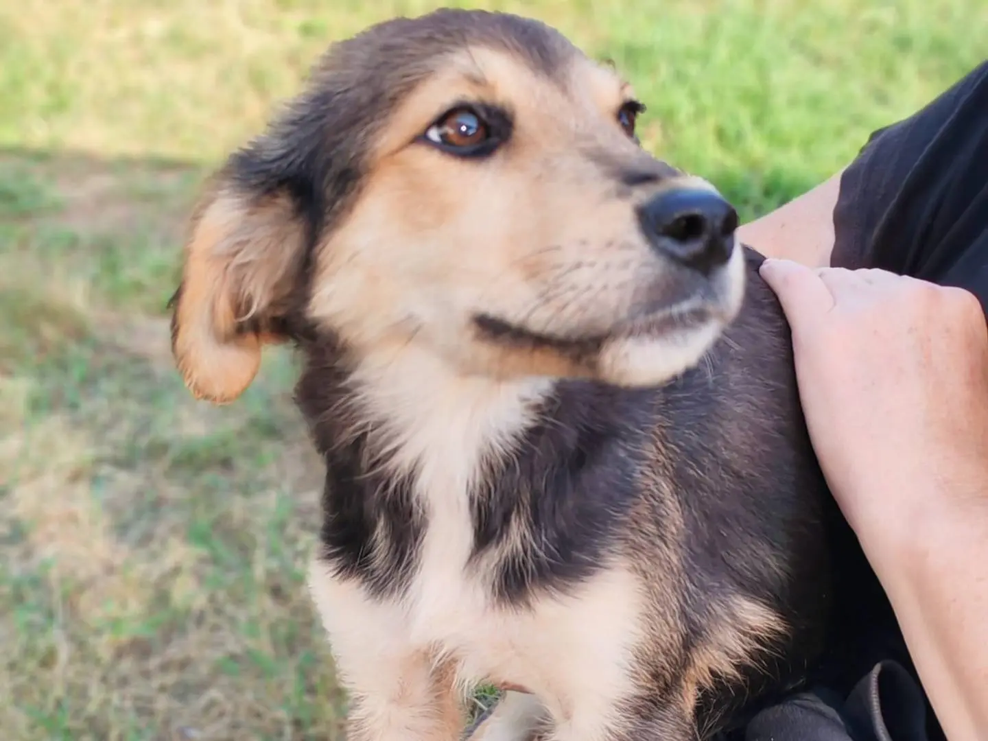 Adozione cane, femmina, Razza sconosciuta Razza sconosciuta, 6 mesi, taglia piccola, Milano
