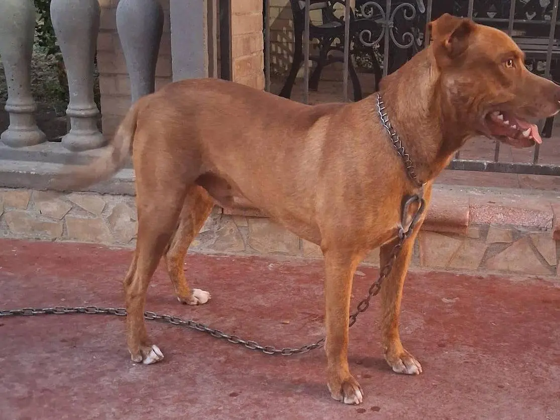 Adotta il cane Igor a Crotone