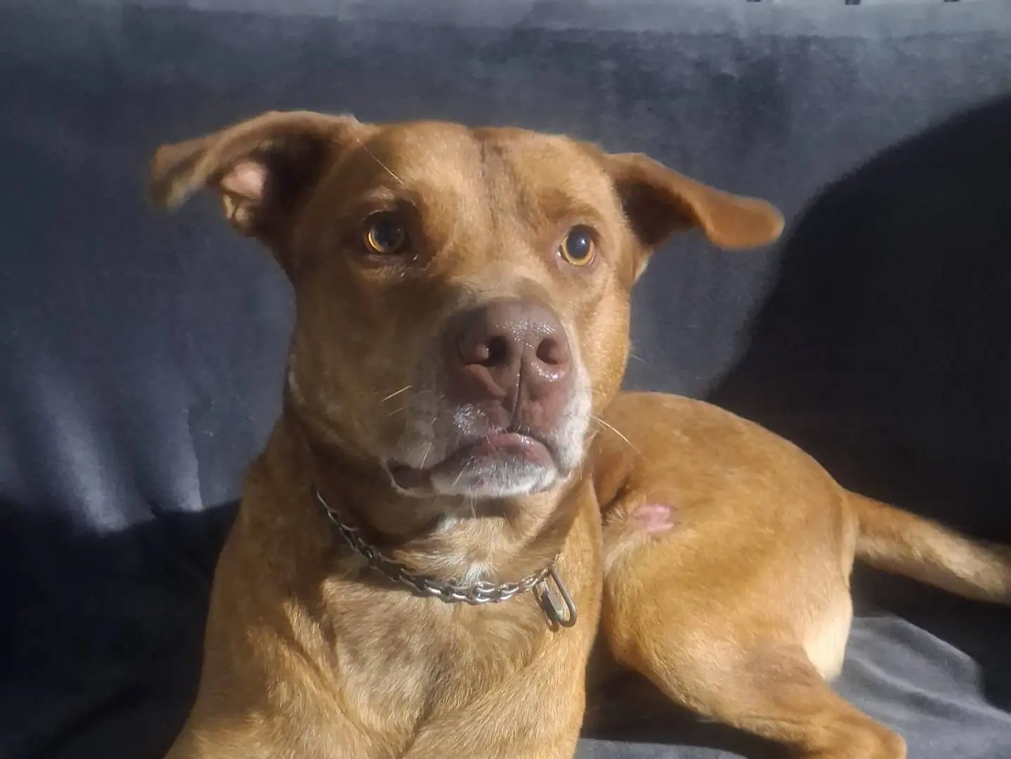 Vuoi adottare un cane a Crotone?