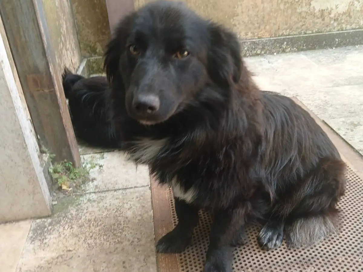 Adotta il cane Oliver e Carlos a Bari
