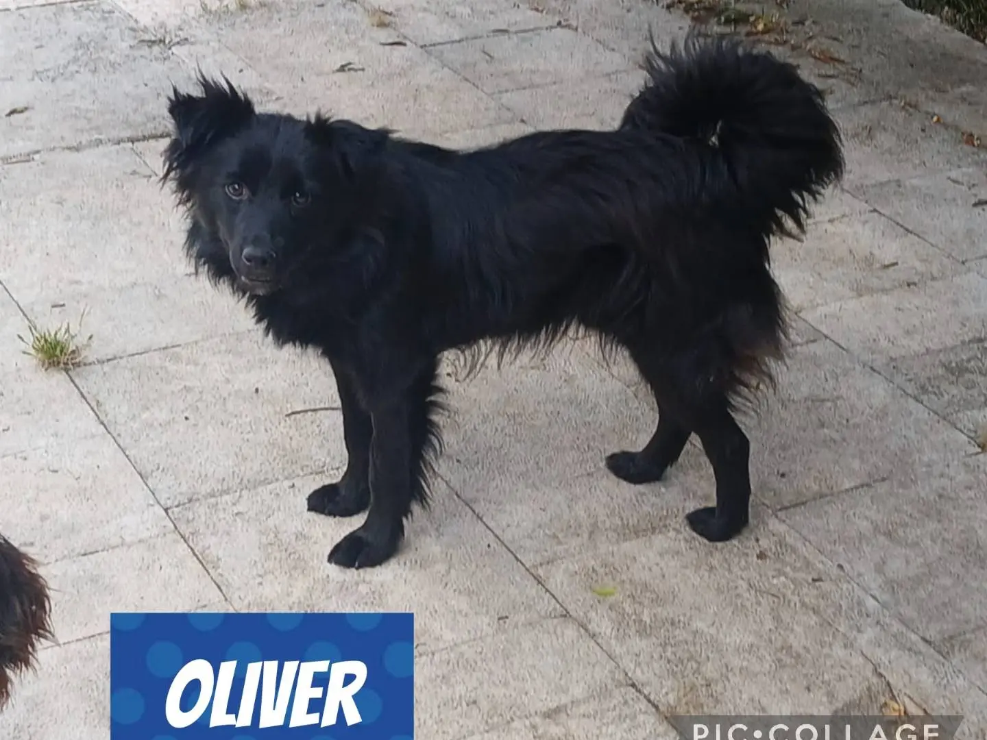 Adotta un cane, taglia piccola, maschio, Bari