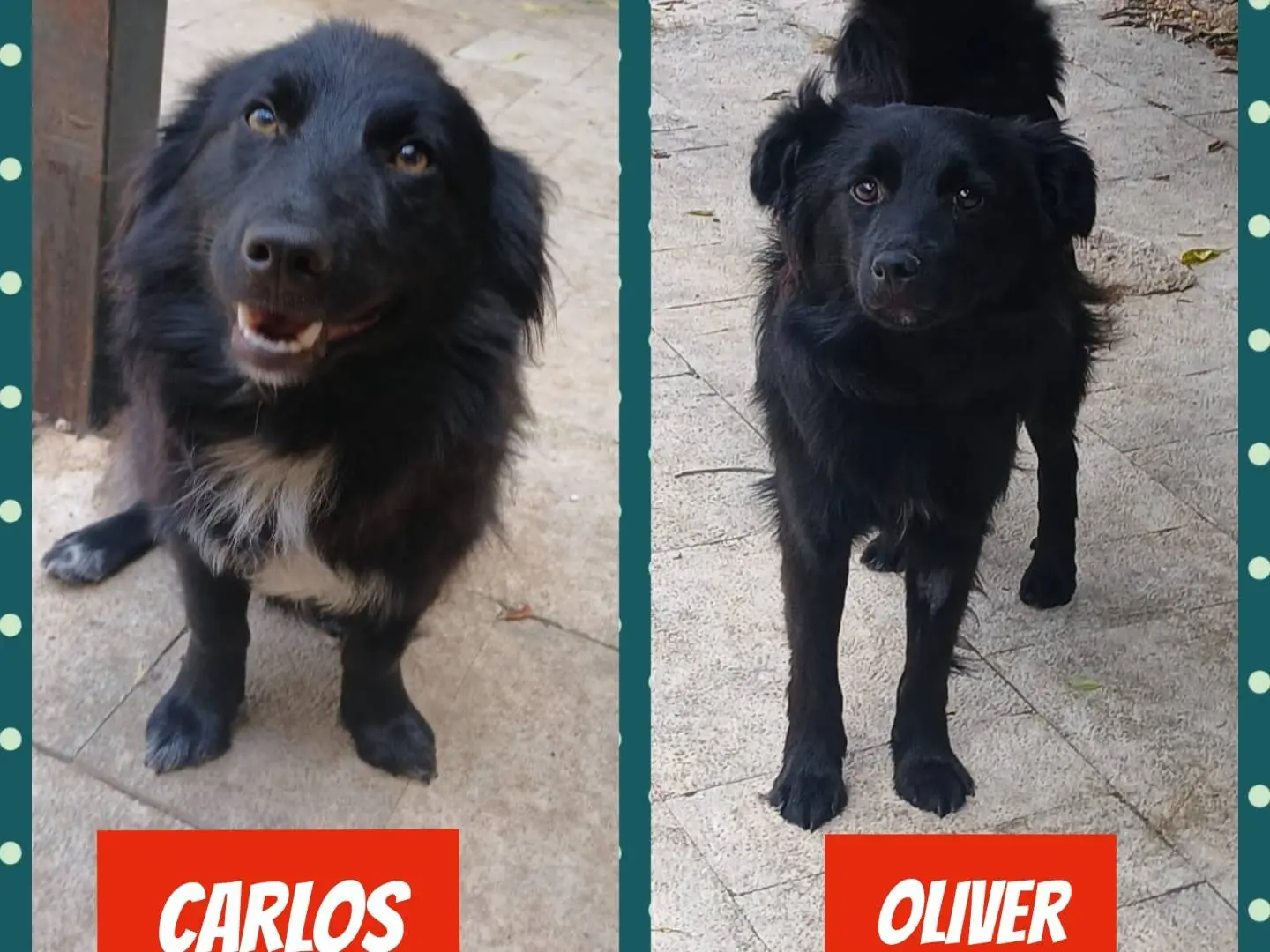 Adozione cane, maschio, Razza sconosciuta Razza sconosciuta, 2 anni e 3 mesi, taglia piccola, Bari