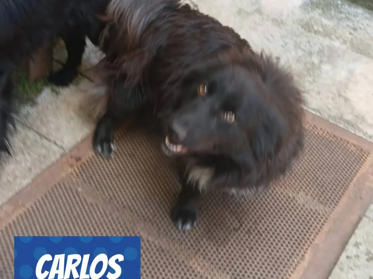 Adotta un cane, maschio, 2 anni e 3 mesi, Bari