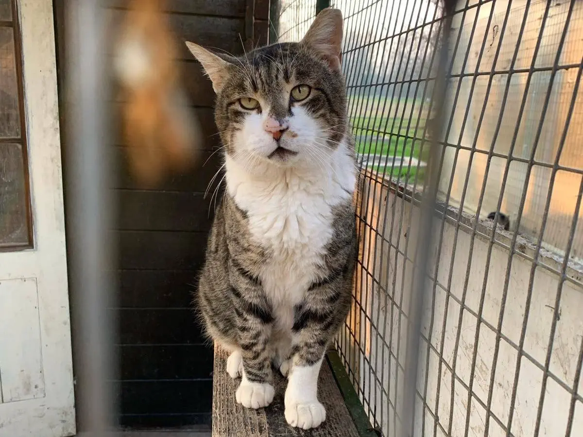 Adotta un gatto, maschio, 8 anni e 8 mesi, Parma