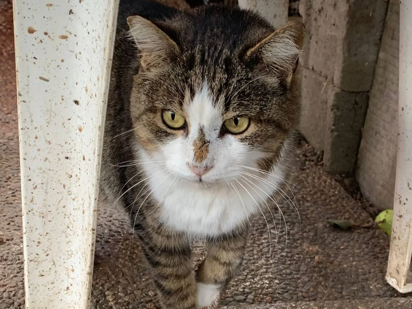 Adozione gatto, maschio, Razza sconosciuta Razza sconosciuta, 8 anni e 8 mesi, taglia non valida, Parma
