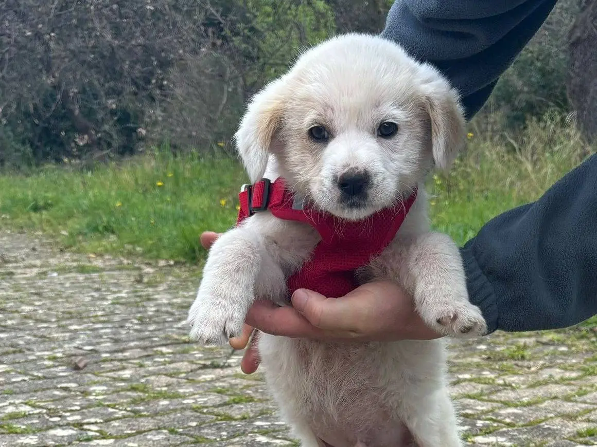 Adozione cane, maschio, Labrador Retriever Razza sconosciuta, 9 mesi, taglia grande, Bari