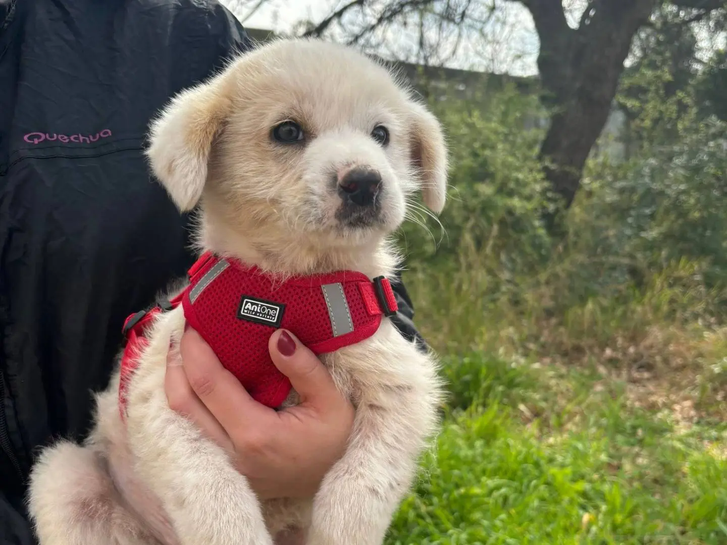 Adotta il cane Lollo a Bari