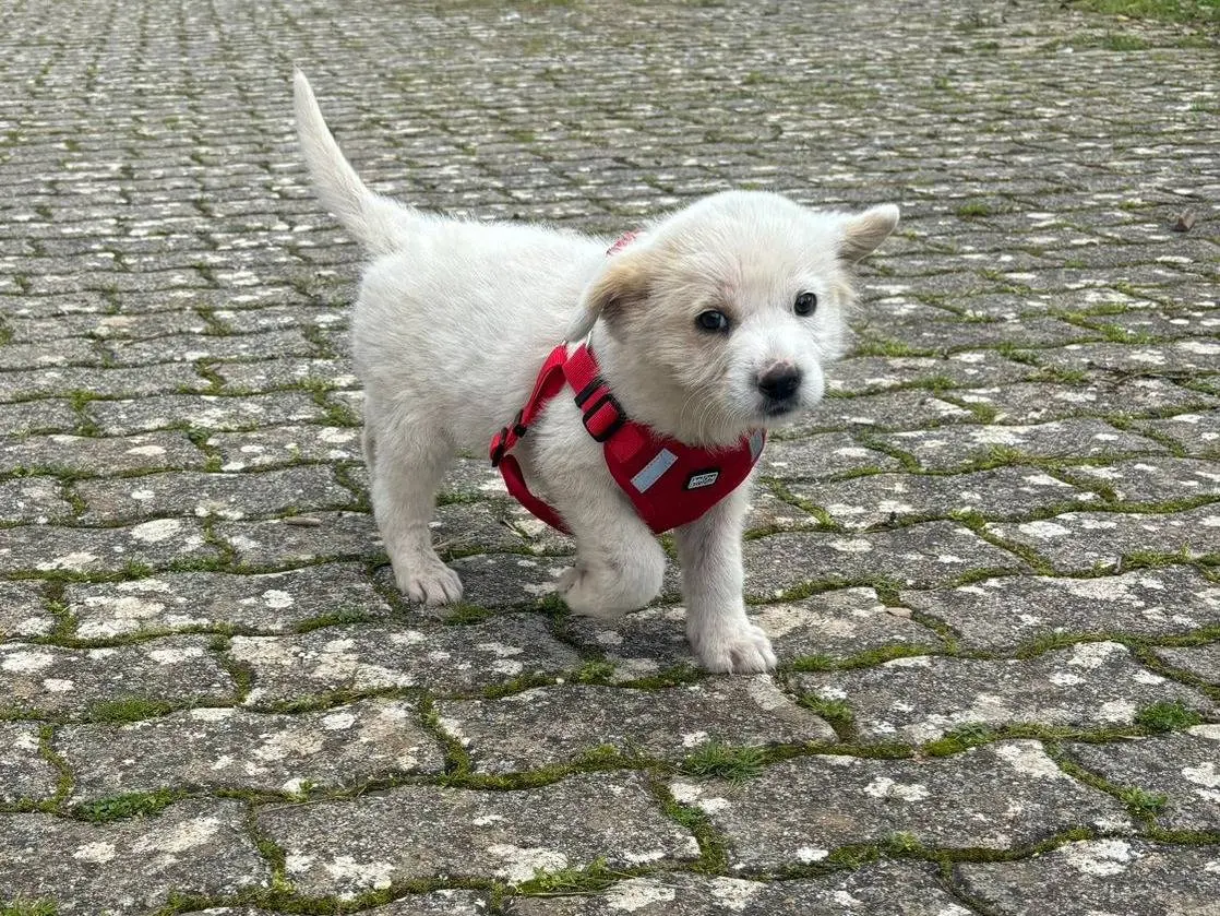 Adotta un cane, maschio, 9 mesi, Bari