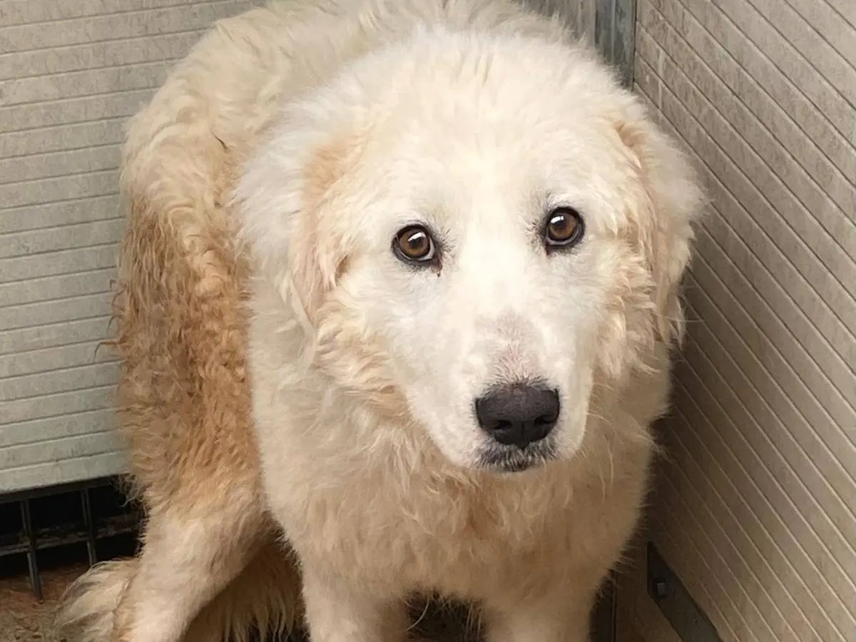 Adozione cane, femmina, Pastore maremmano Razza sconosciuta, 2 anni e 8 mesi, taglia media contenuta, Cosenza