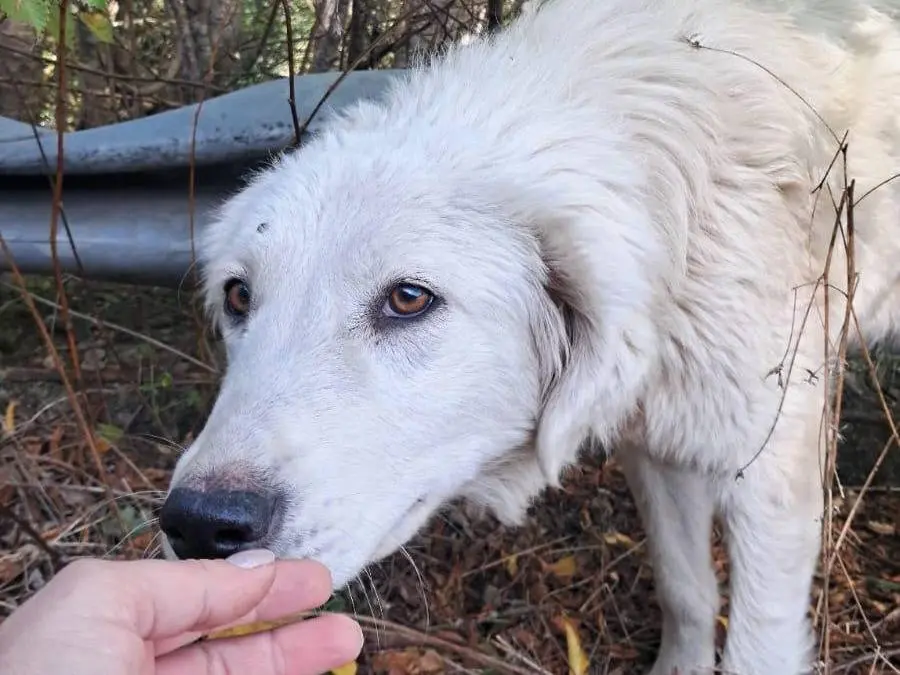 Adotta un cane, taglia media contenuta, femmina, Cosenza