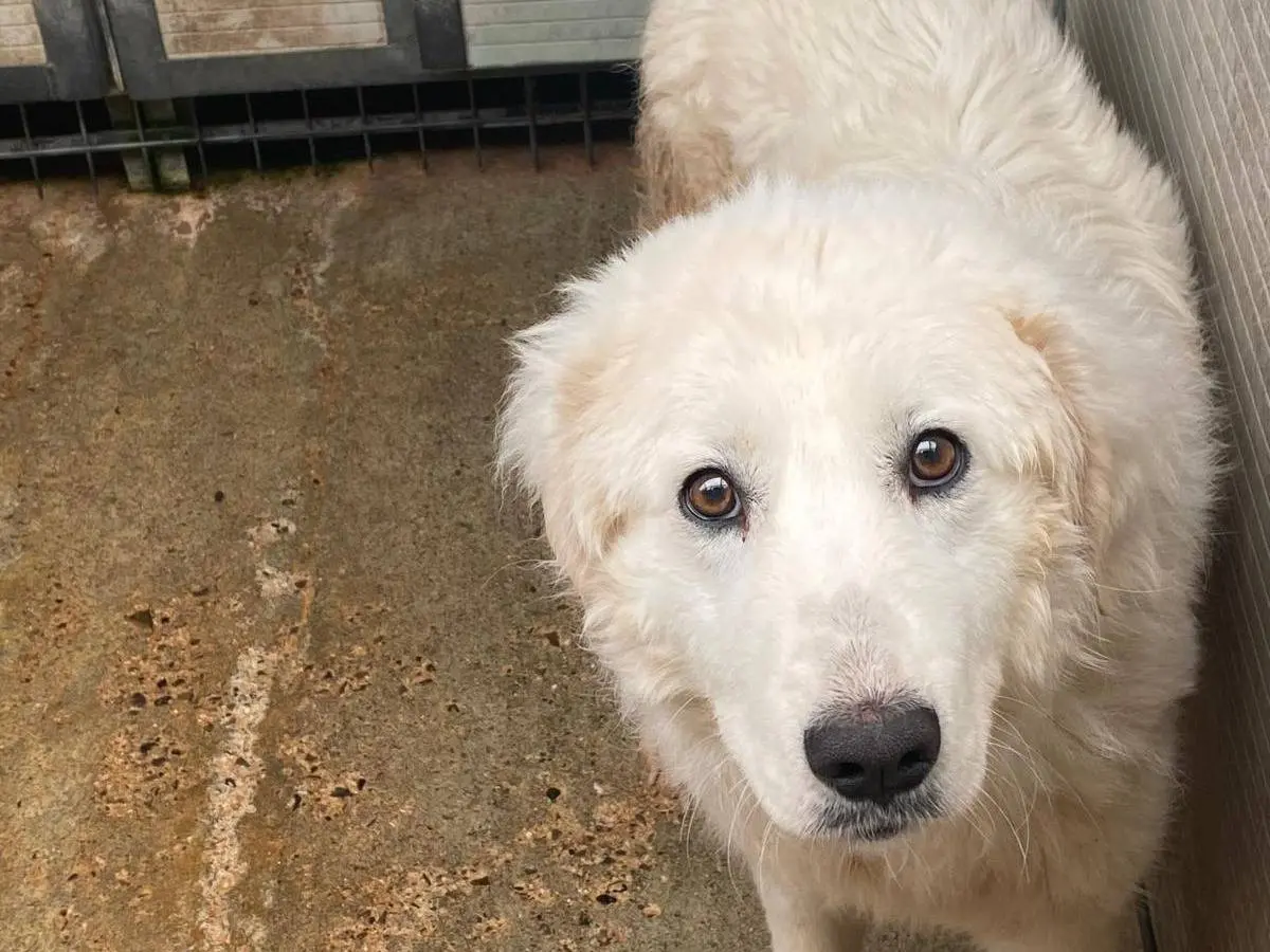 Adotta un cane, femmina, 2 anni e 8 mesi, Cosenza