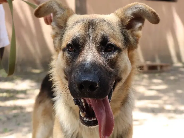 Adozione cane, maschio, Pastore tedesco Razza sconosciuta, 2 anni e 2 mesi, taglia grande, Sud