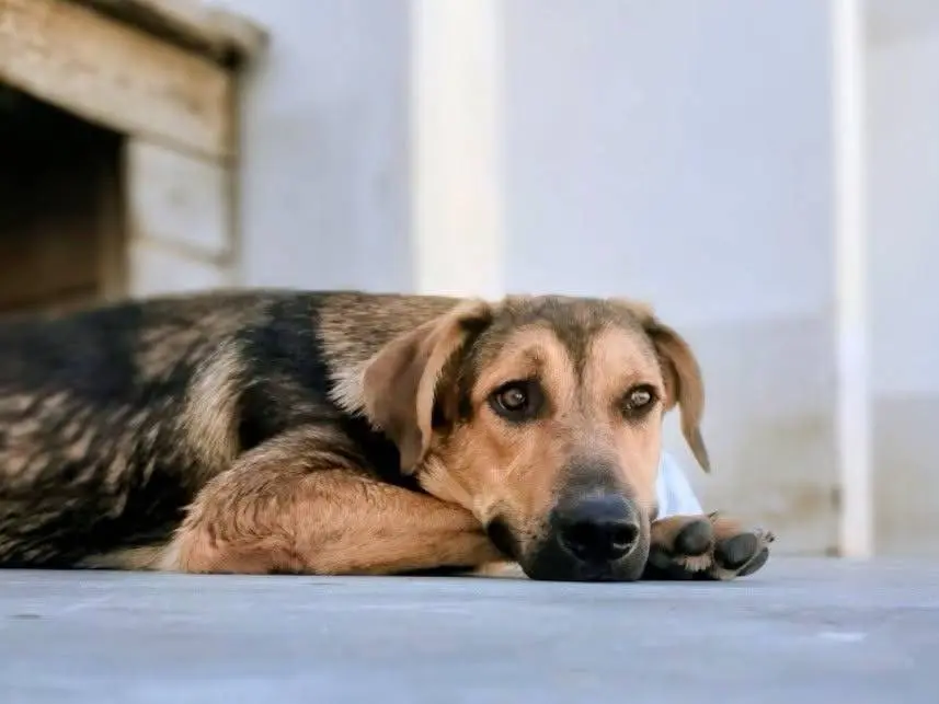 Adozione cane, maschio, Razza sconosciuta Razza sconosciuta, 10 mesi, taglia media, Taranto
