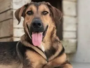 Adotta un cane, maschio, 10 mesi, Taranto