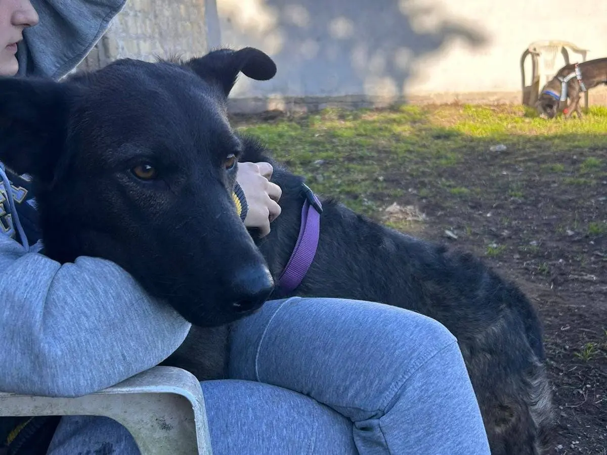 Adozione cane, femmina, Labrador Retriever Razza sconosciuta, 5 anni, taglia media, Caserta