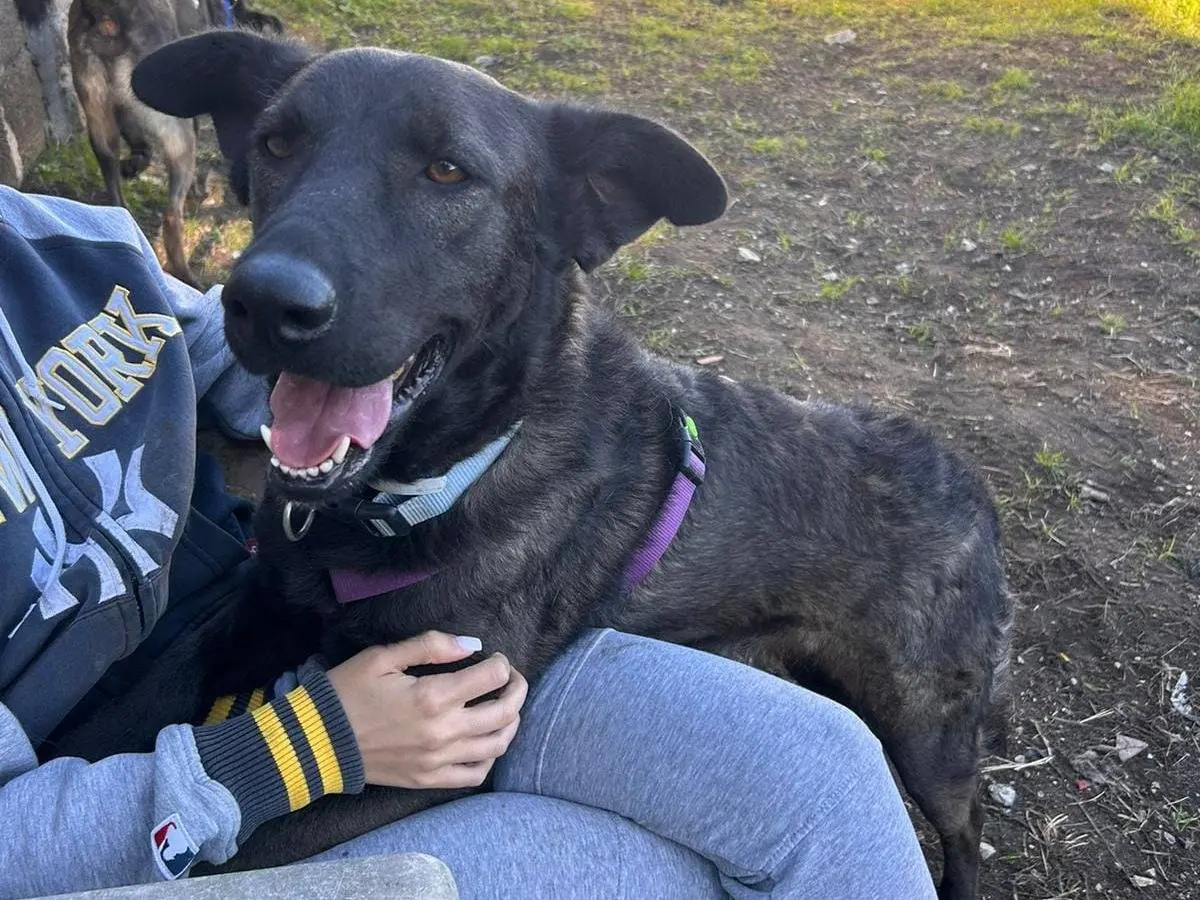 Adotta un cane, femmina, 5 anni, Caserta