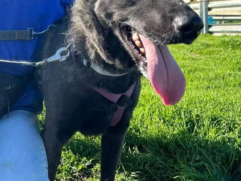 Adotta un cane, taglia media, femmina, Caserta