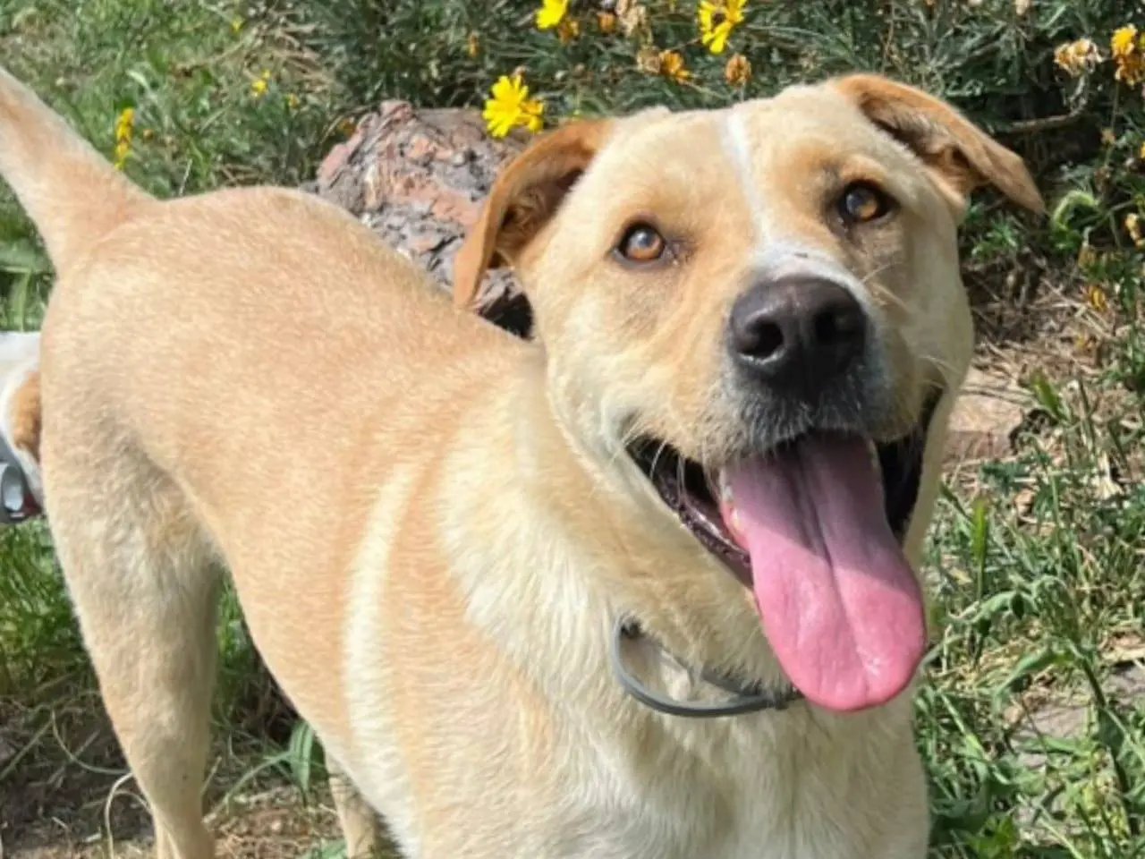 Adozione cane, maschio, meticcio, 3 anni e 9 mesi, taglia media, Roma