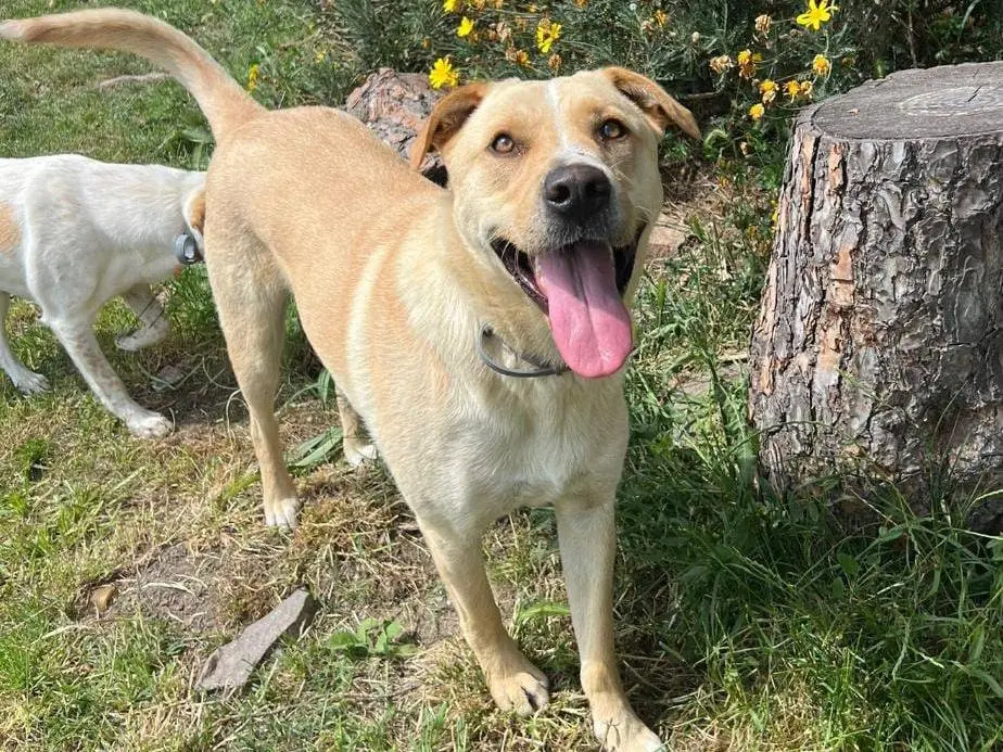 Adotta un cane, taglia media, maschio, Roma