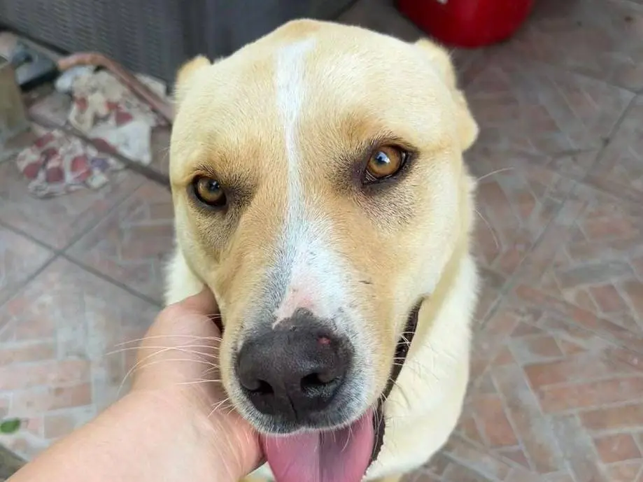 Adotta un cane, maschio, 3 anni e 9 mesi, Roma