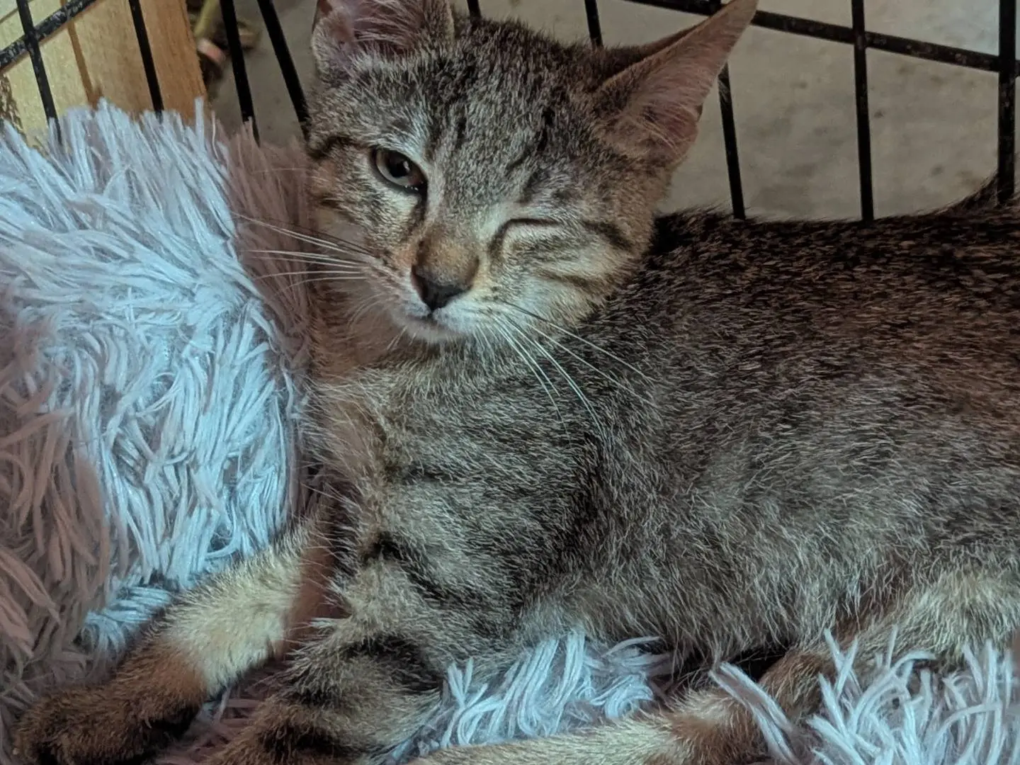 Adotta un gatto, maschio, 3 mesi, Teramo