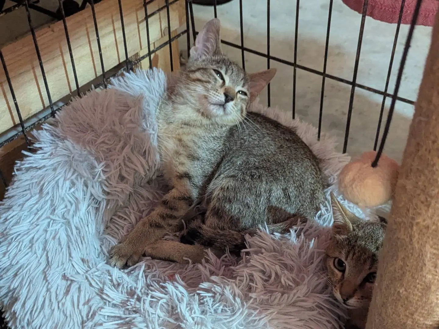 Adozione gatto, maschio, Razza sconosciuta Razza sconosciuta, 3 mesi, taglia non valida, Teramo