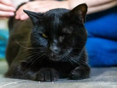 Adozione gatto, femmina, Razza sconosciuta Razza sconosciuta, 7 anni e 3 mesi, taglia non valida, Monza